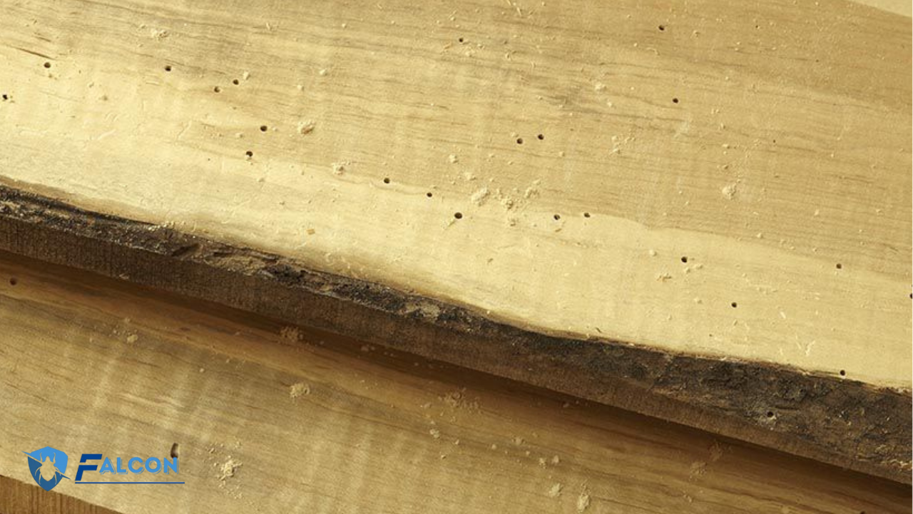 طرق علاج سوس الخشب